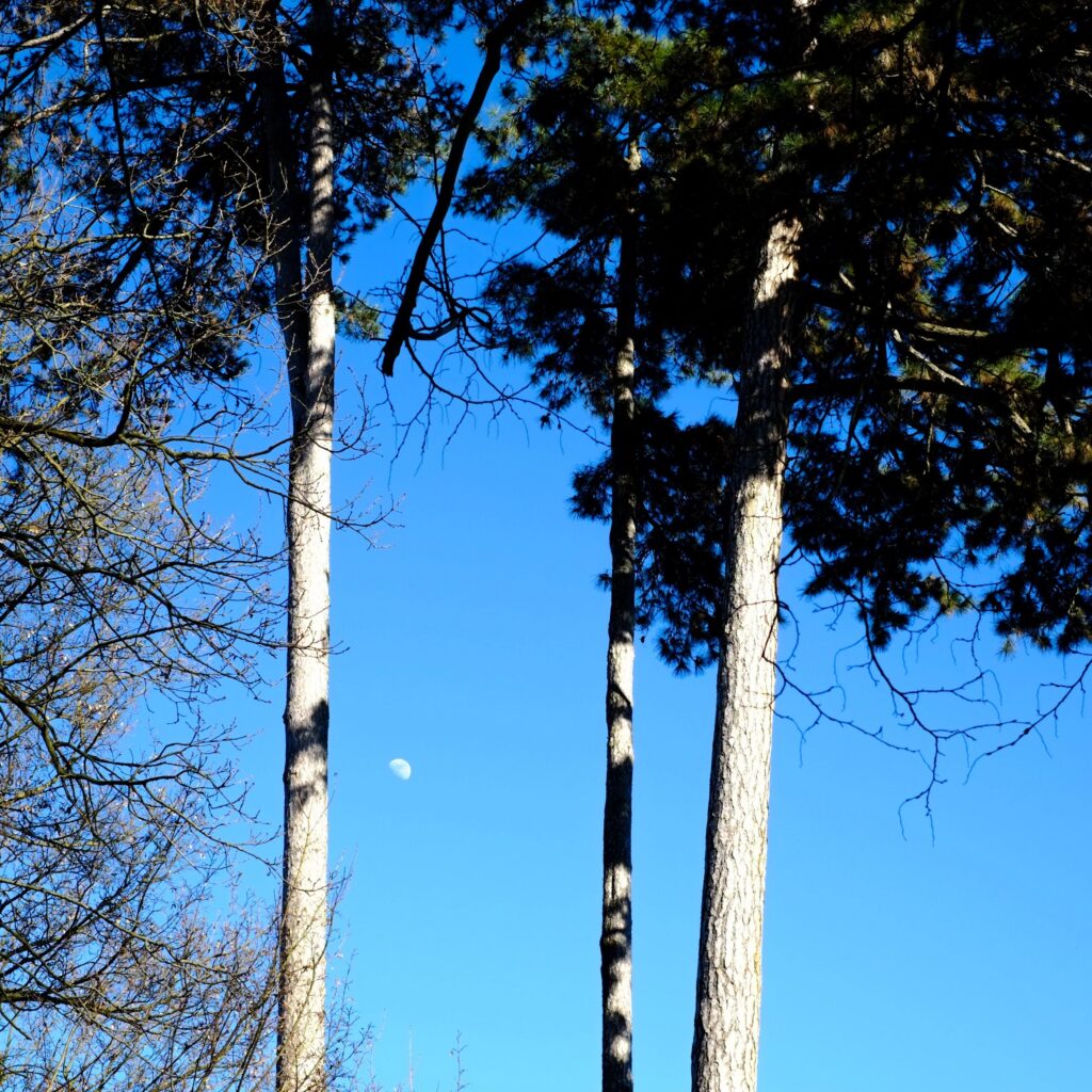 Monza Park, birches and the moon